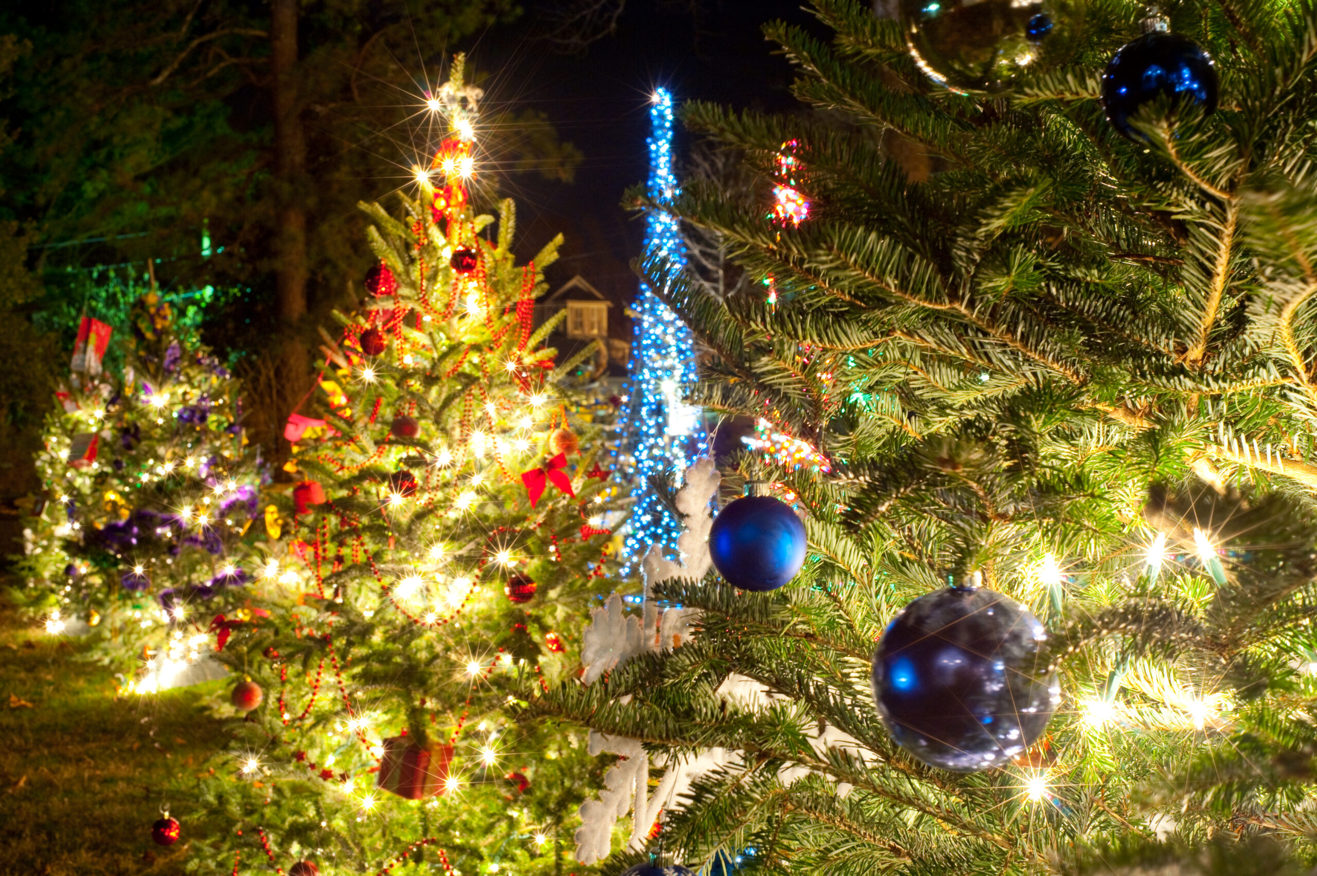 Christmas Tree Forest in Eureka Springs